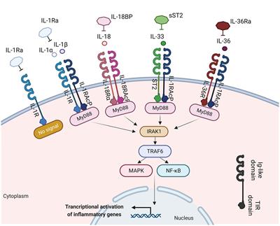 Exploring the role of IL-1β in inflammatory bowel disease pathogenesis